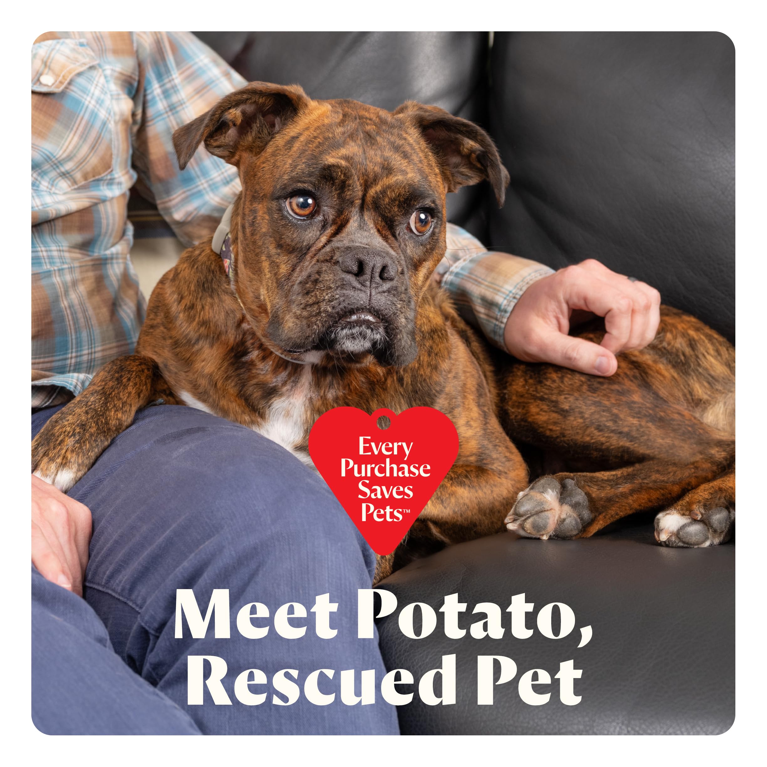 BISSELL Little Green Cordless Portable Deep Cleaner with 25V Lithium-Ion Battery & Battery-Boost Technology, 3682